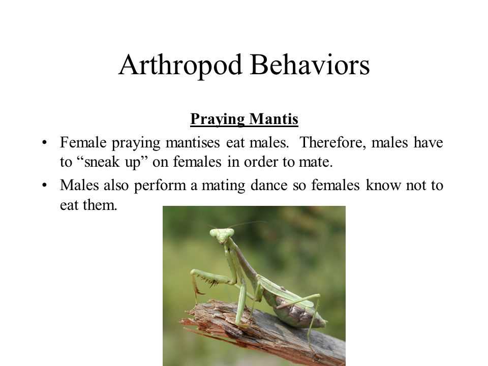 praying mantis body parts diagram