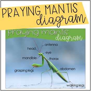 praying mantis body parts diagram