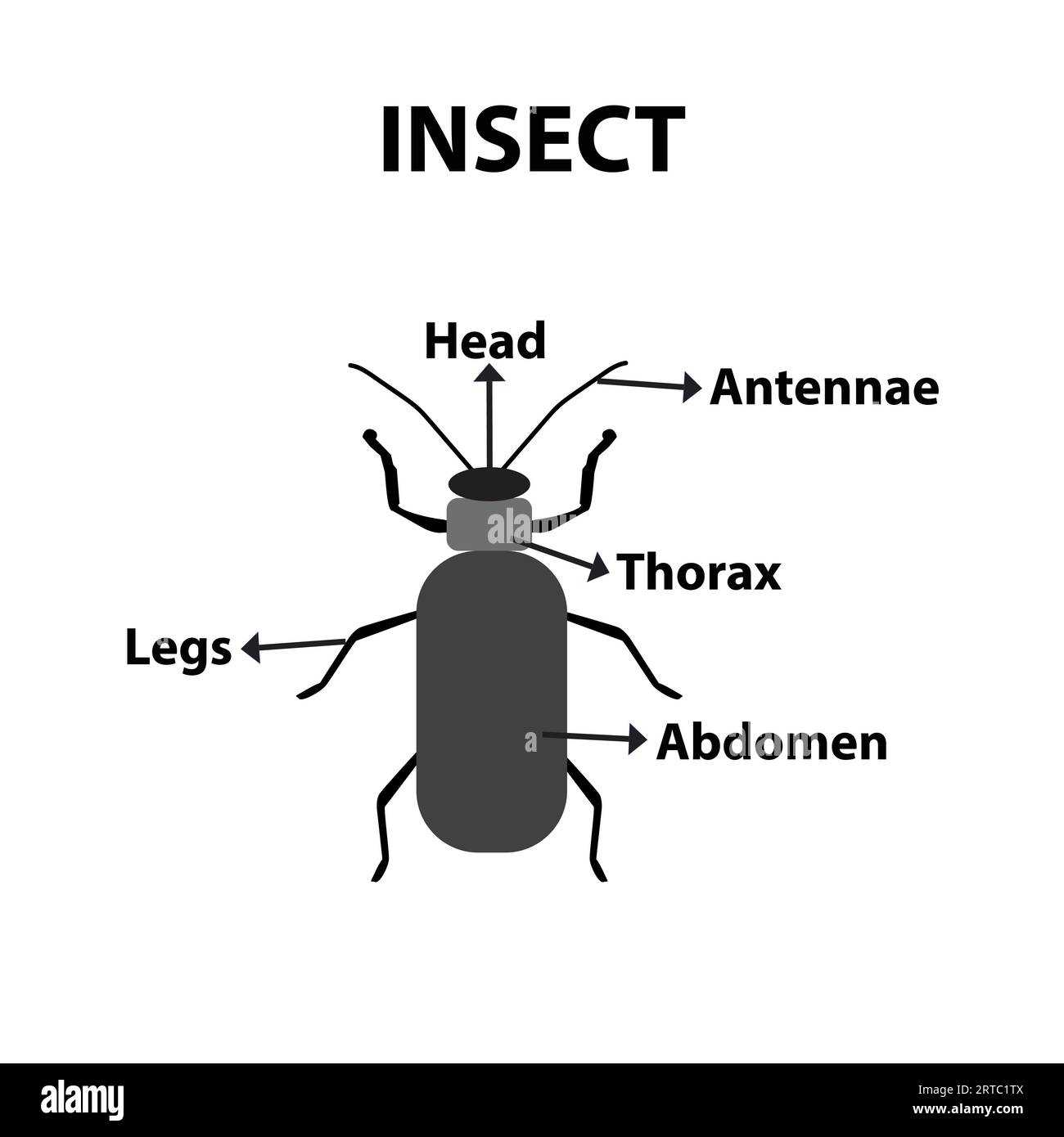 praying mantis body parts diagram