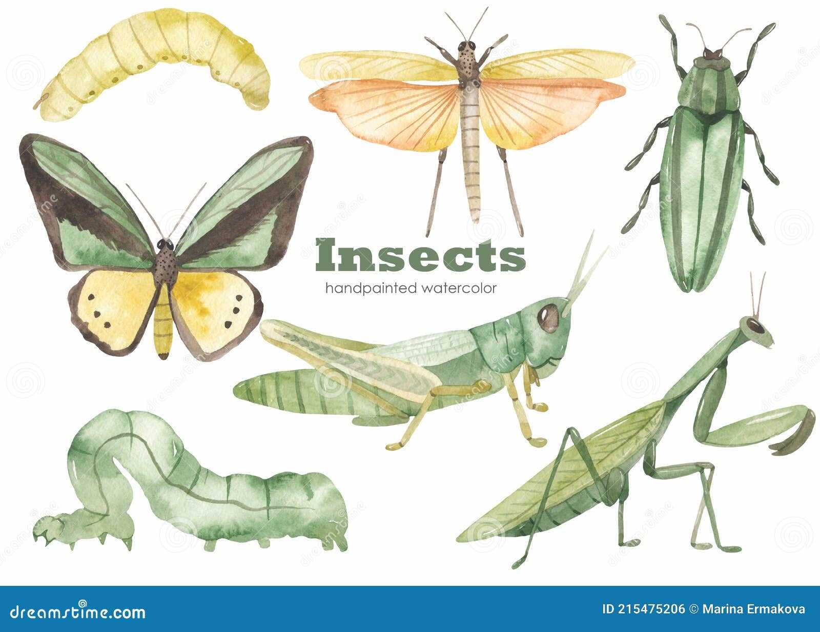 praying mantis body parts diagram