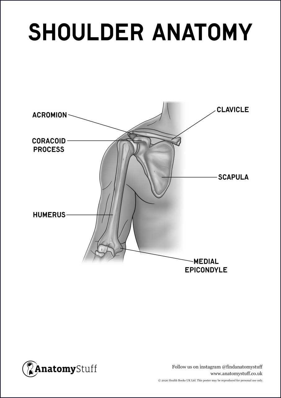 shoulder parts diagram