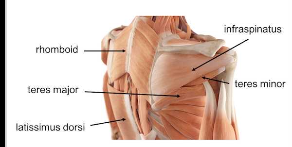 shoulder parts diagram