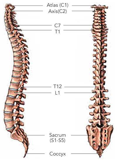 spine parts diagram