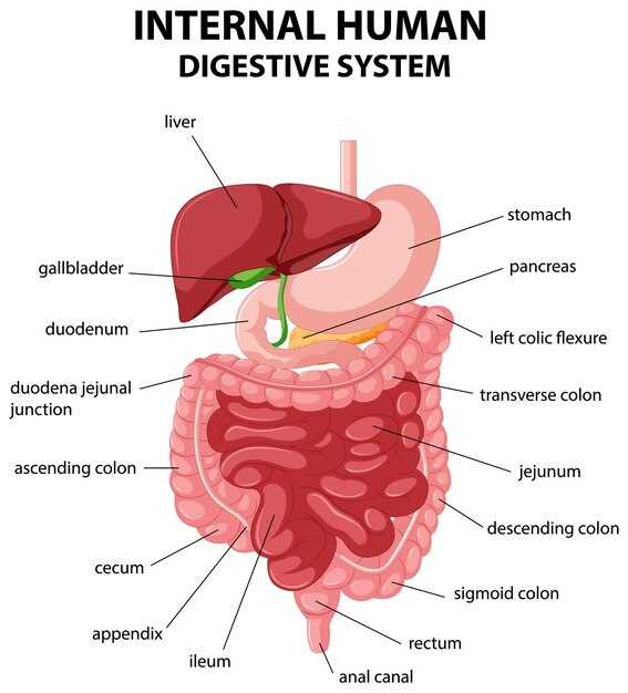 stomach diagram with parts