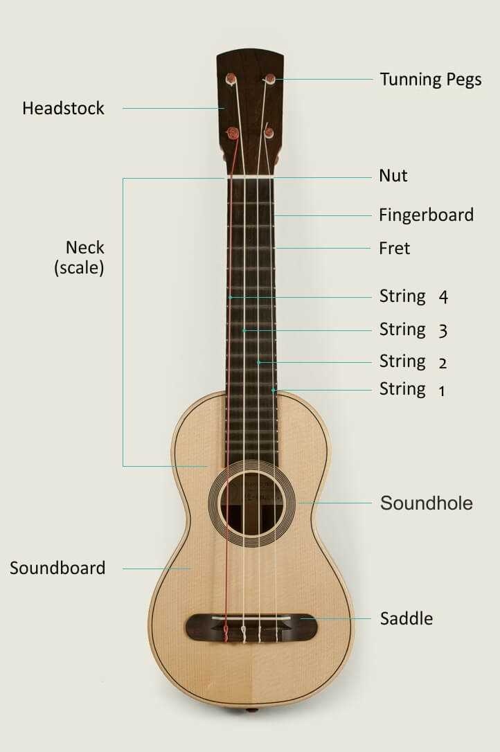 ukulele parts diagram