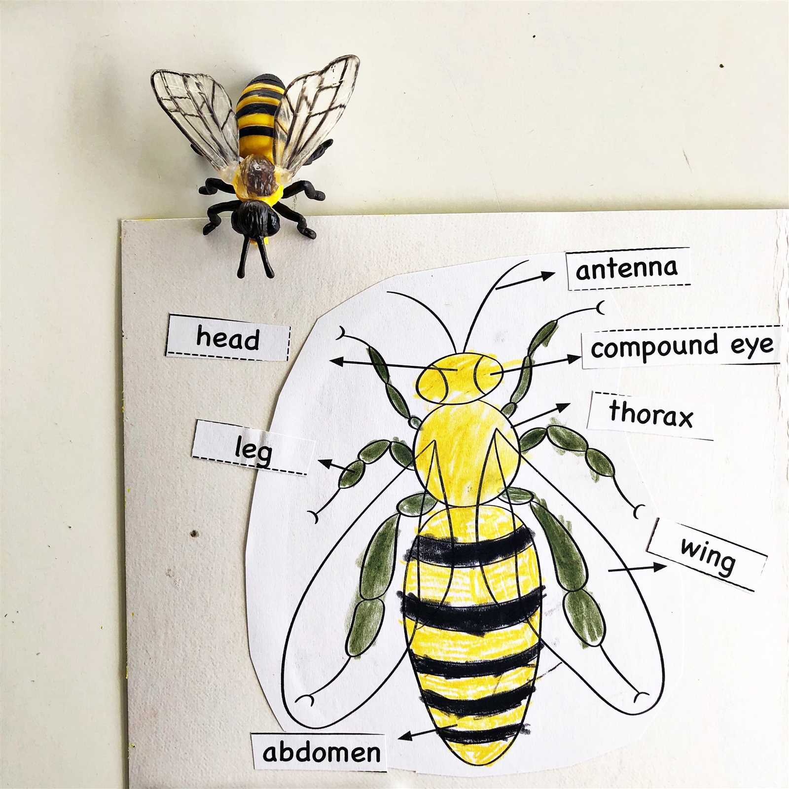 wasp body parts diagram