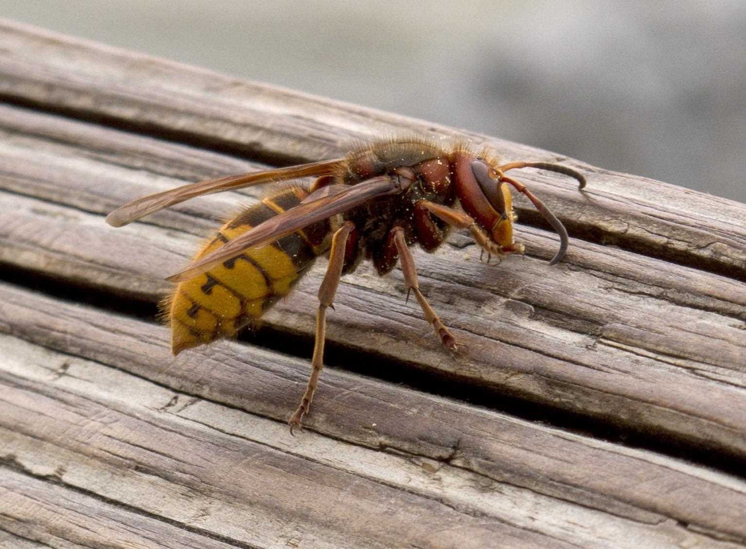 wasp body parts diagram