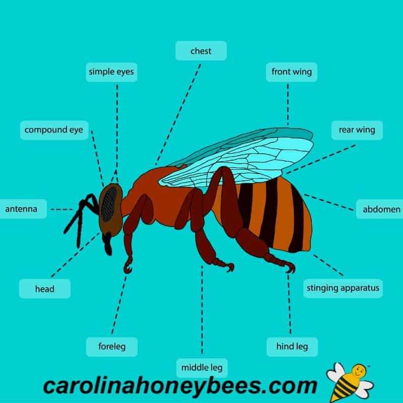 wasp body parts diagram