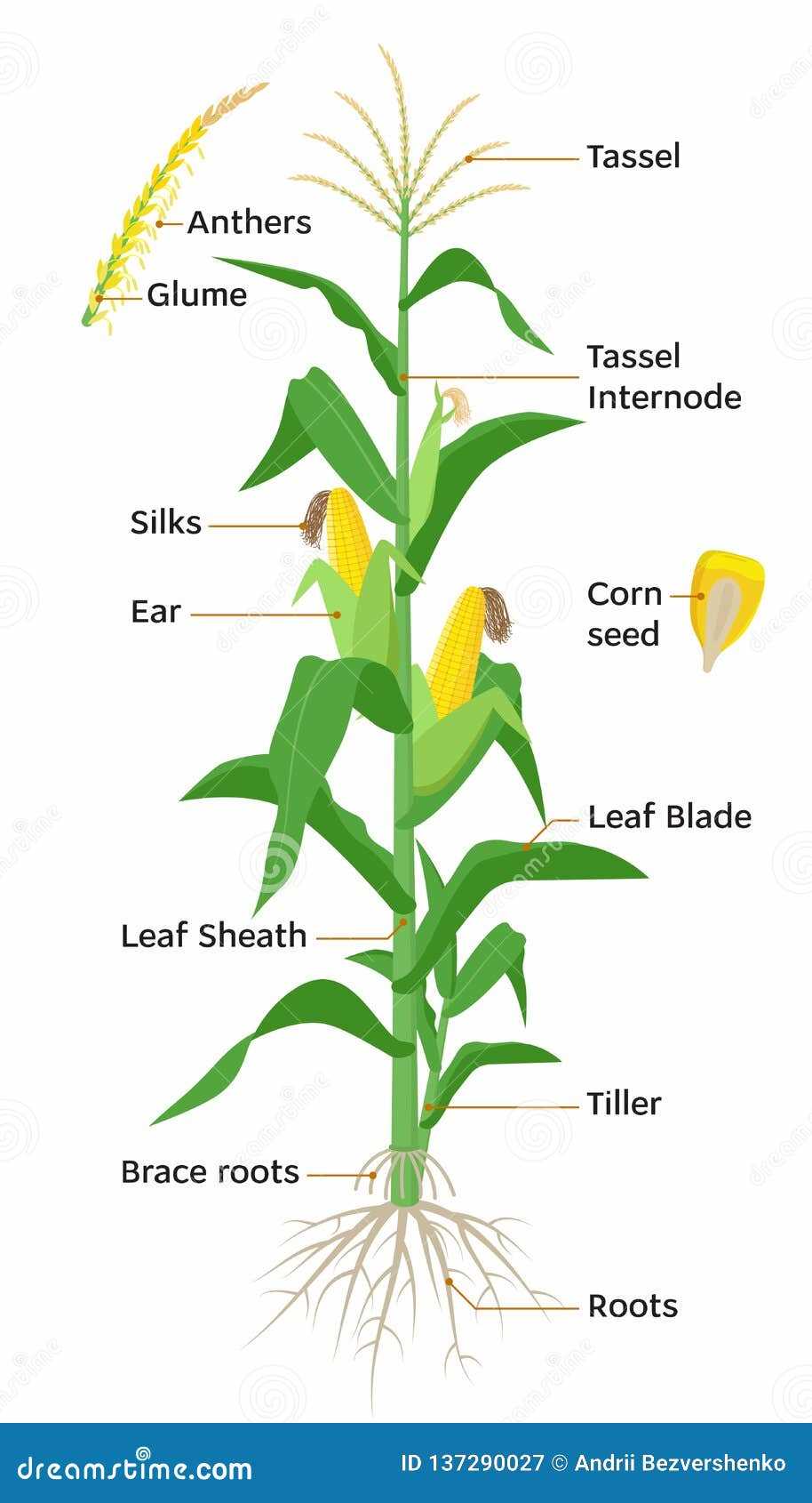 wheat plant parts diagram