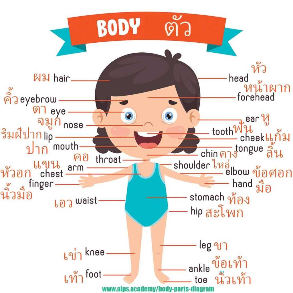 womens body parts diagram