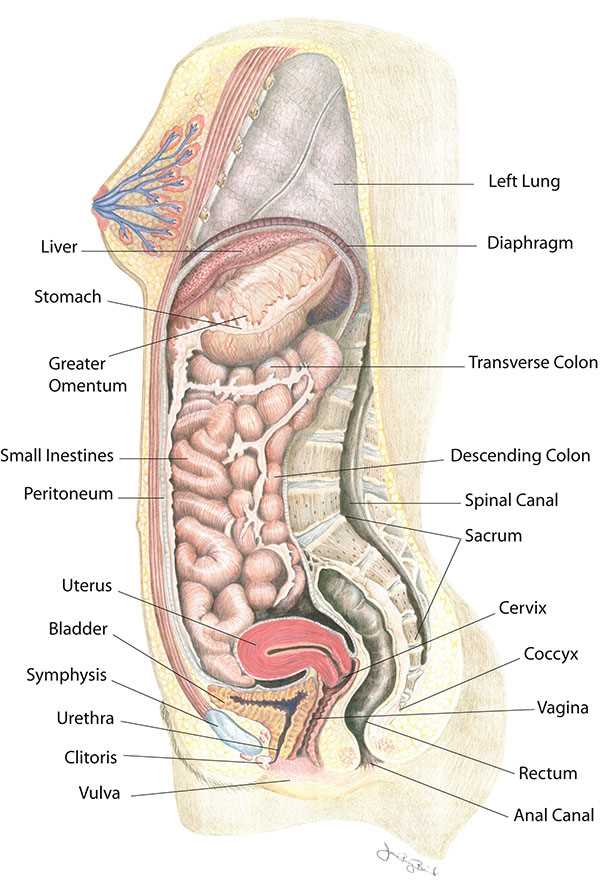 womens body parts diagram