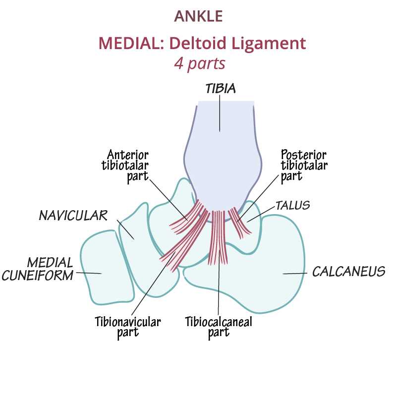 ankle parts diagram