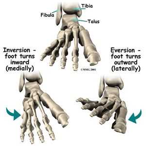 ankle parts diagram