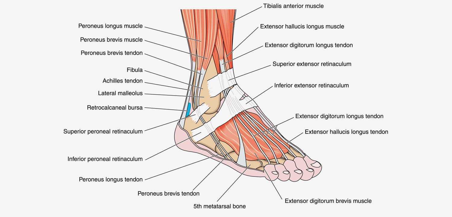 ankle parts diagram