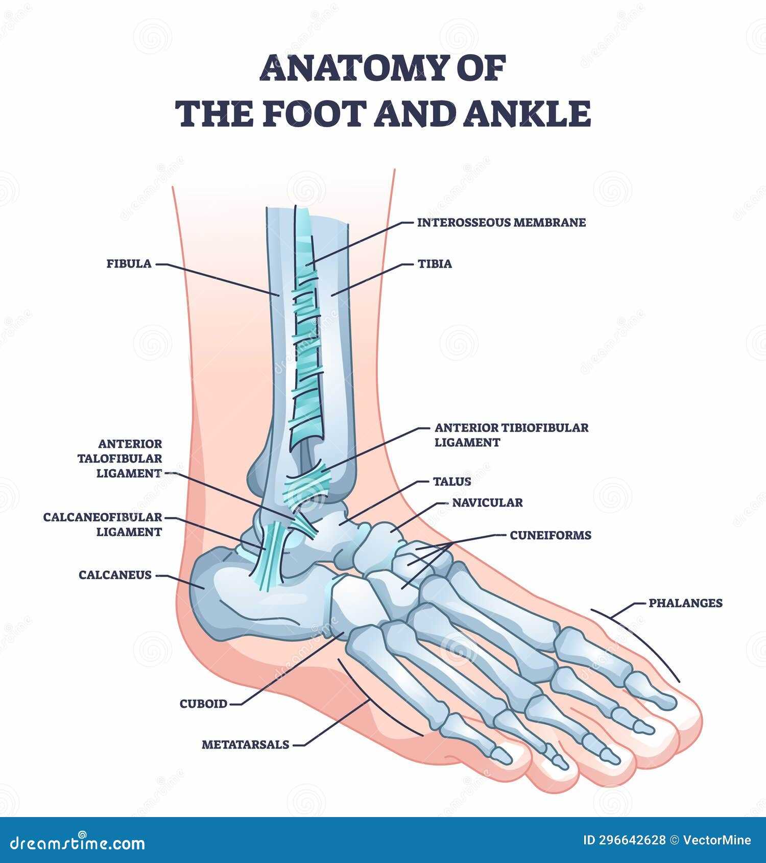 ankle parts diagram