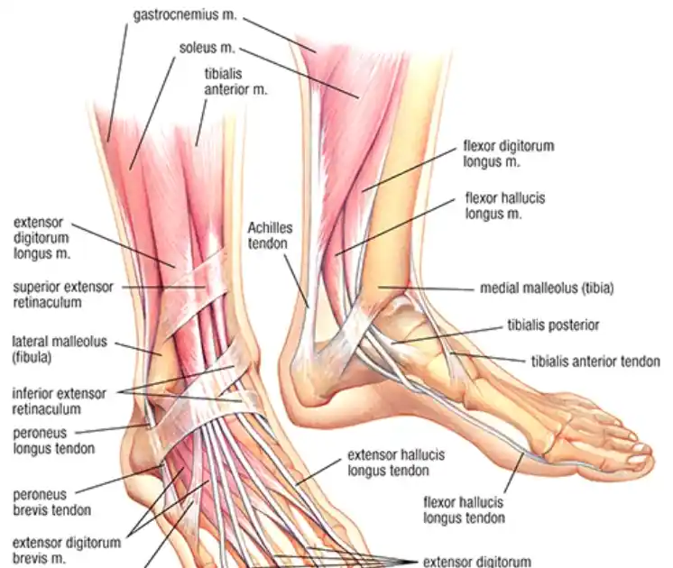 ankle parts diagram