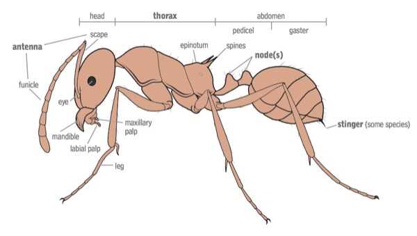 ant body parts diagram