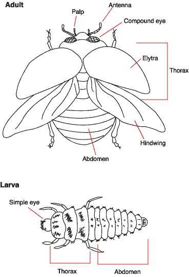 beetle body parts diagram