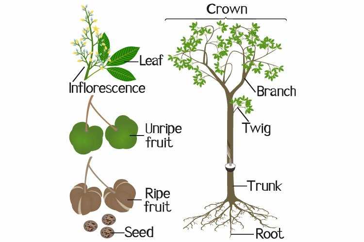 tree diagram parts