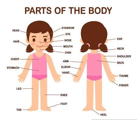 back body parts diagram