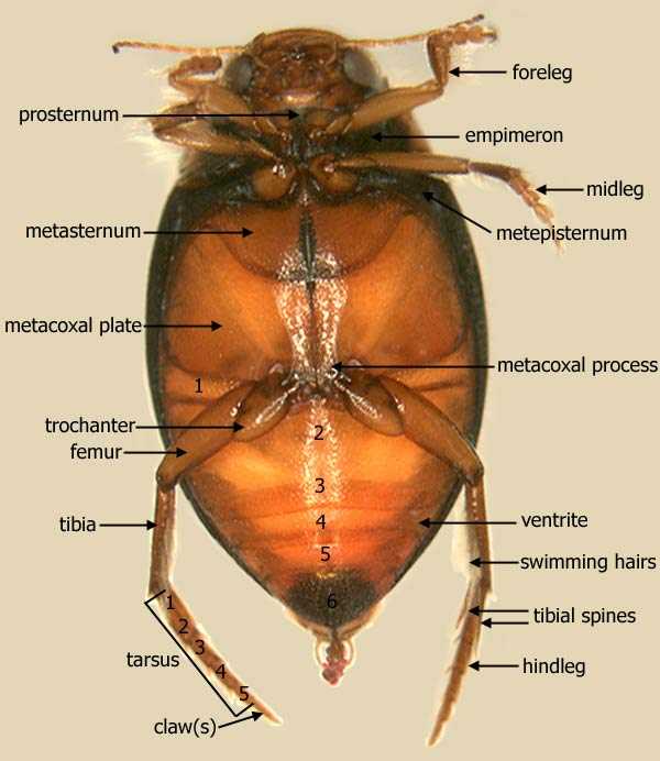 beetle body parts diagram