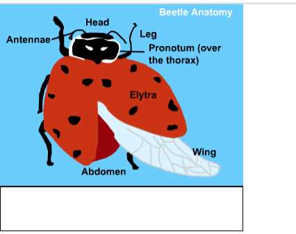 beetle body parts diagram