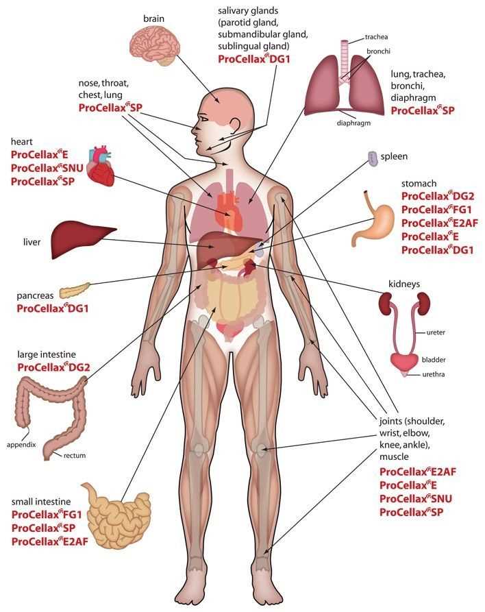 body parts diagram male