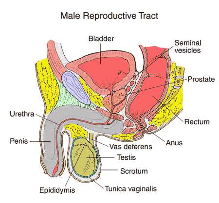 body parts diagram male