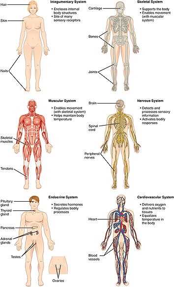 body parts diagram male