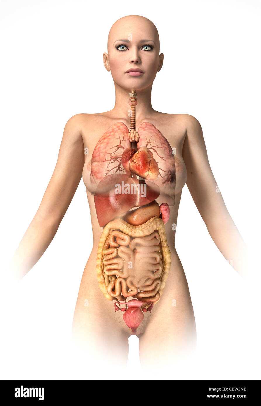 body parts diagram woman