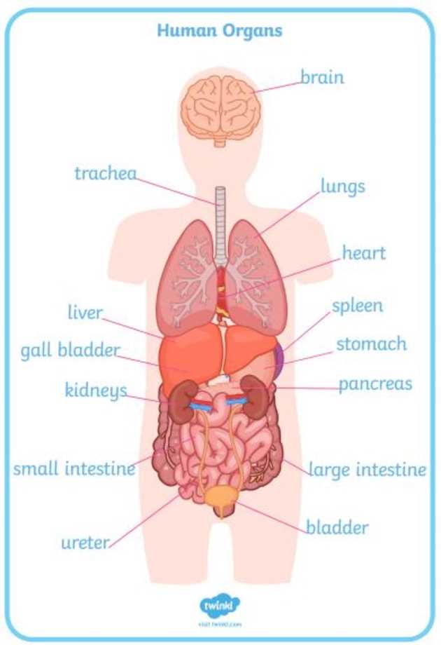 body parts female diagram