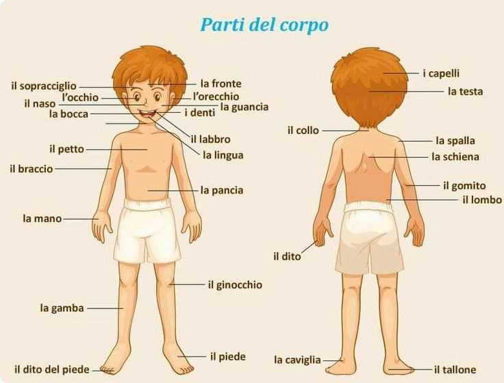 body parts in italian diagram