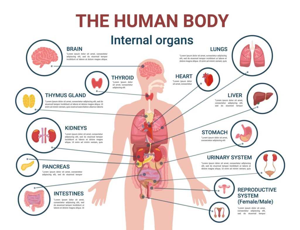 body parts with diagram