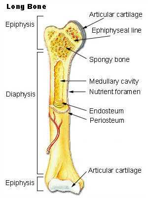 parts of the bone diagram