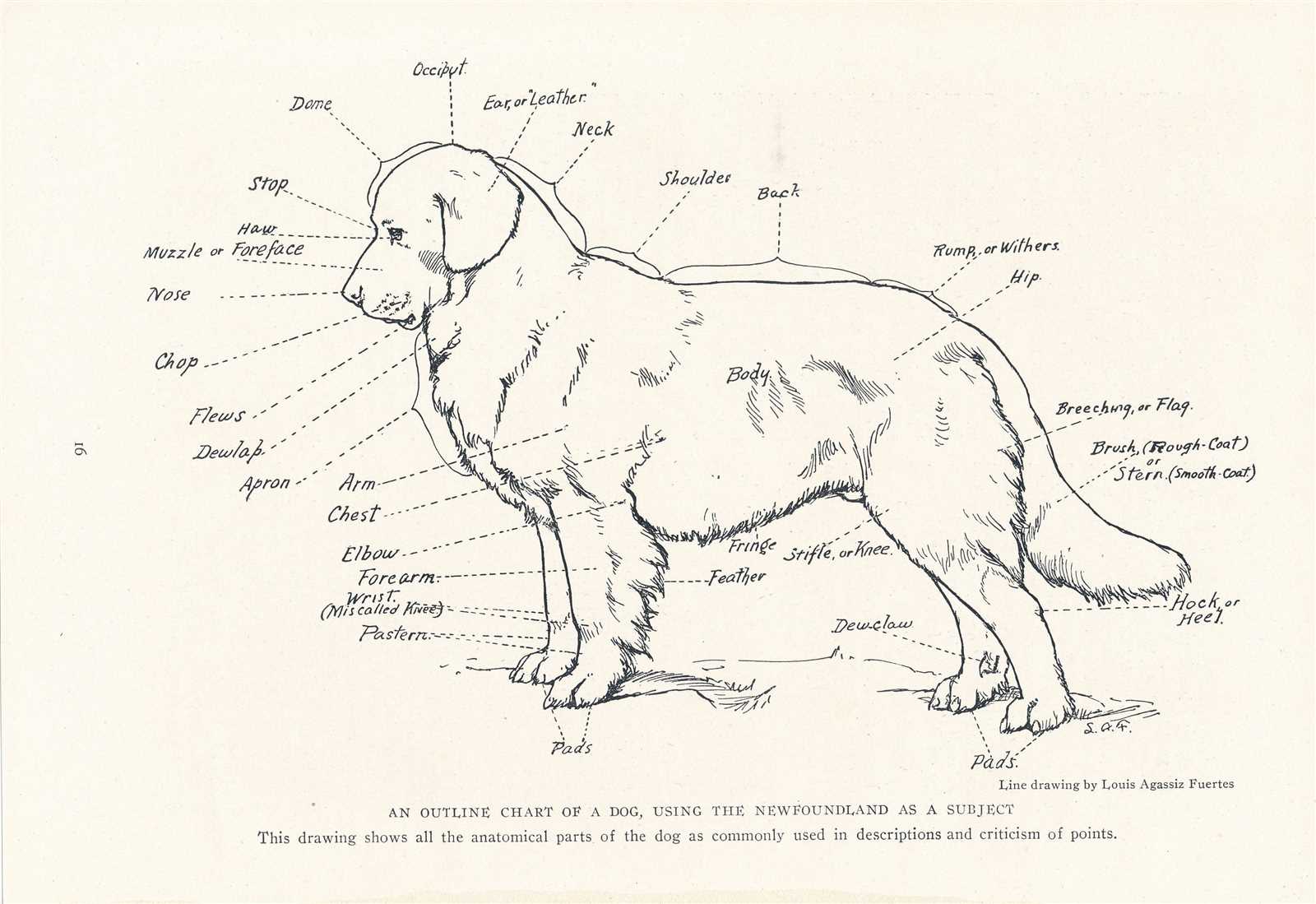 parts of a dog diagram