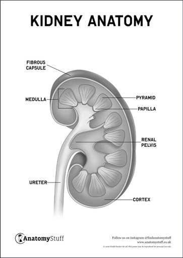 parts of the kidney diagram