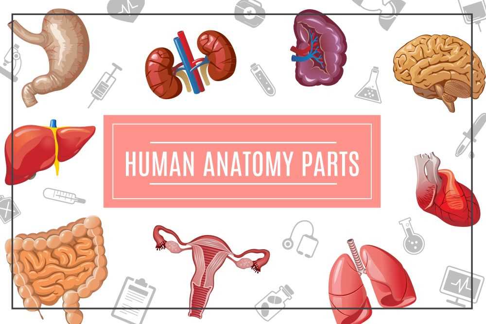 upper body parts diagram