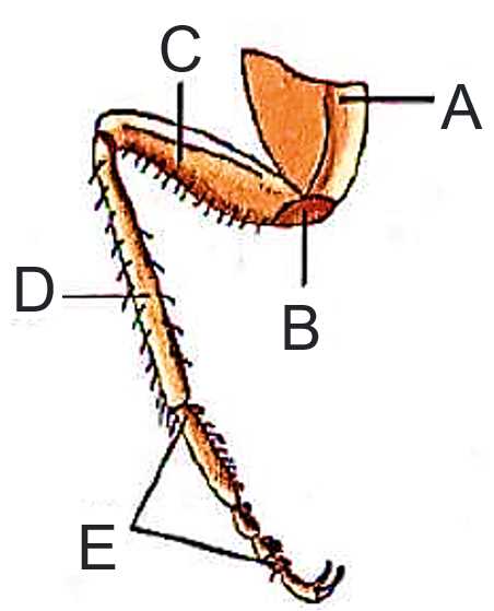 cockroach diagram with parts