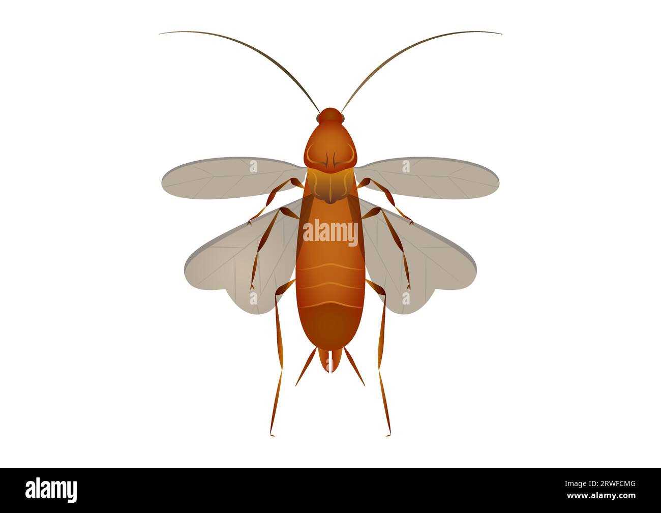 cockroach diagram with parts