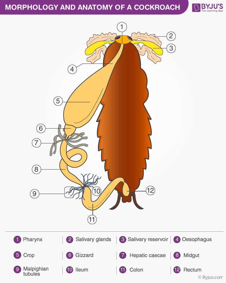 cockroach diagram with parts