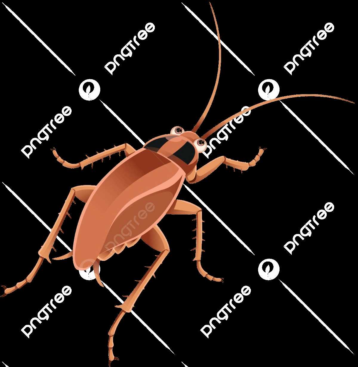 cockroach diagram with parts