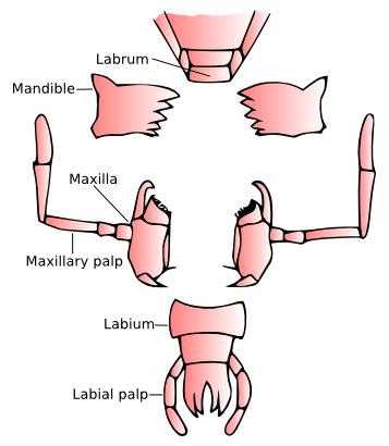 cockroach diagram with parts