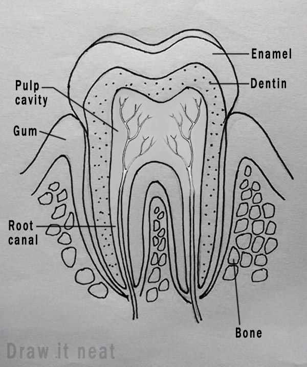 parts of tooth diagram