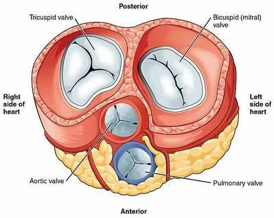 parts of human heart diagram