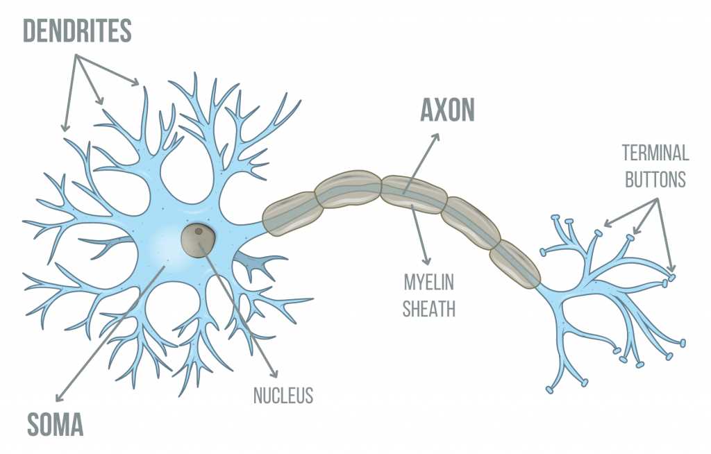 parts of a neuron diagram