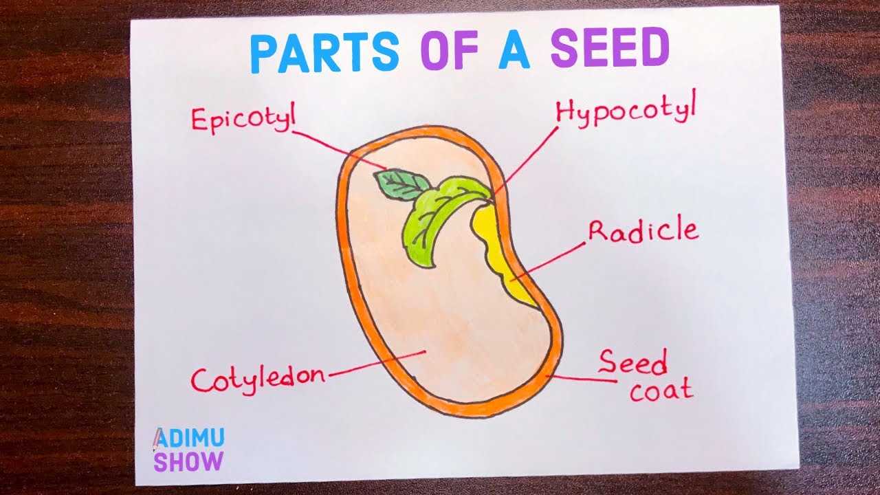 diagram of parts of a seed