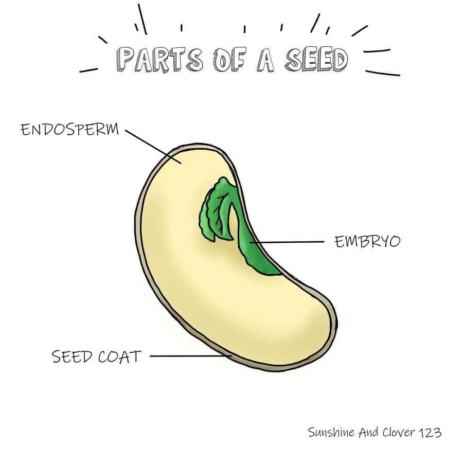 diagram of parts of a seed