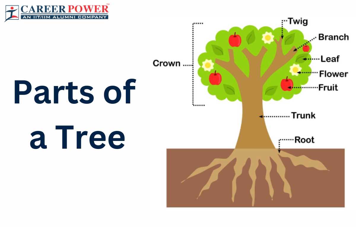 diagram of the parts of a plant