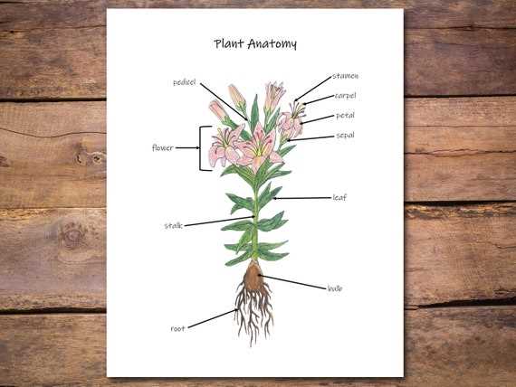 diagram of the parts of a plant