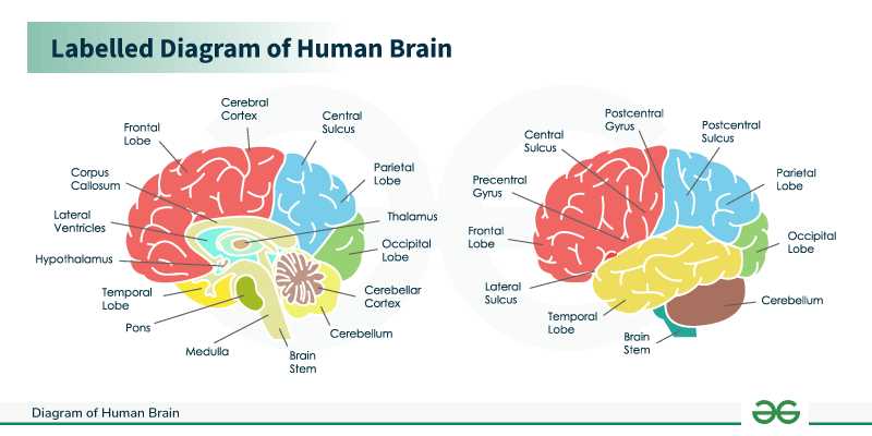 different parts of the brain diagram